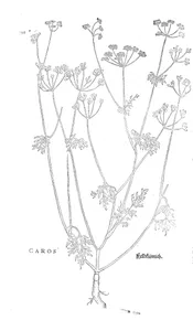 caros