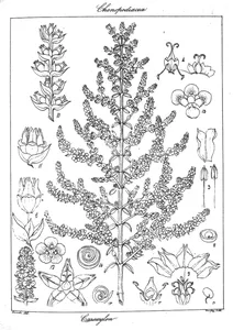 Caroxylon indicum