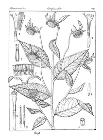 Carpesium nepalense