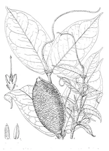 Carpodinus oocarpa