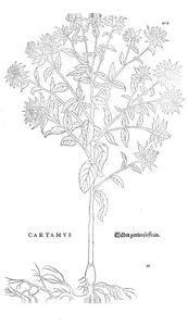 cartamus