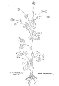 caryophyllata hortensis