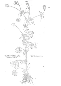 caryophyllata sylvestris