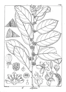 Casearia elliptica
