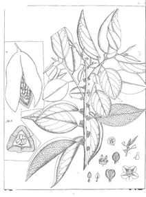 casearia varians