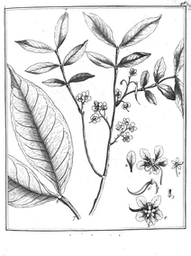 Cassia apoucouita aublet, 1775