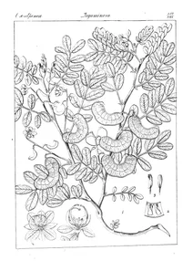Cassia obtusa