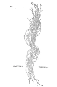 cassutha