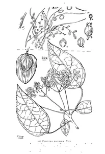 Cassytha racemosa і hernandia bivalvis
