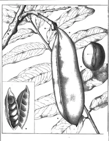 Castanospermum australe, 1904-1922