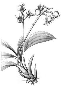 Catasetum discolor flora brasiliensis, 1898 1902