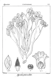 Ceginetia pedunculata