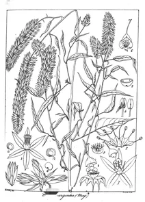 Celosia argentea