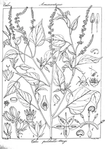 Celosia pulchella