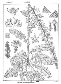 Celsia coromandeliana