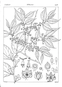 Celtis serotina