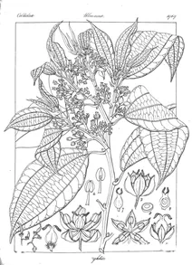Celtis wightii
