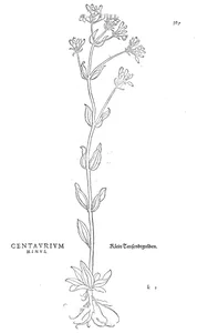 centaurium minus