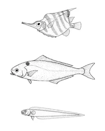 Centriscops humerosus (смугаста мехорибка), centrolophus niger (кермова рибка), cepola macrophthalma (червоний смугастий рибець)