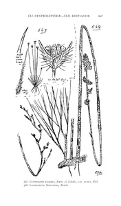 Centrolepis exserta і leptocarpus schultzii