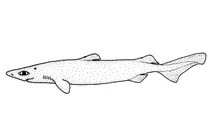 Centroscymnus owstoni (морська собачка з шорсткою шкірою)