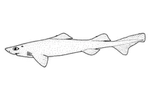 Centroscymnus plunketi (акула плункета)