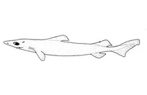 Centroselachus crepidater (довноносий оксамитовий собачок)