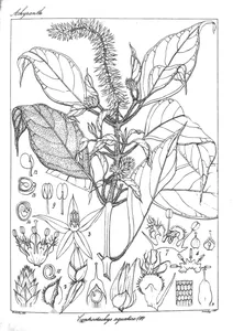 Centrostachys aquatica