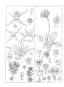 Centunculus tenellus і primula denticulata