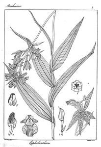 Cephalanthera acuminata