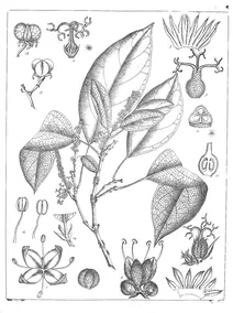 cephalocroton indicum
