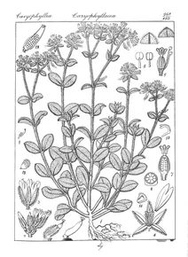 Cerastium vulgatum