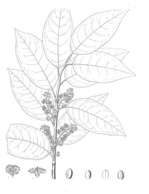 cerasus occidentalis