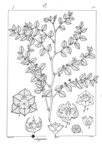 Ceratogynum rhamnoides