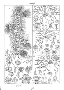 Ceratophyllea
