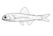 Ceratoscopelus warmingii (світлячкова рибка вармінга)