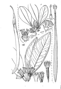 Ceriops candolleana і bruguiera parviflora