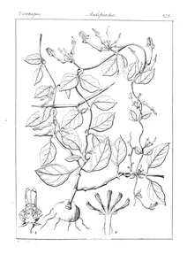 Ceropegia bulbosa