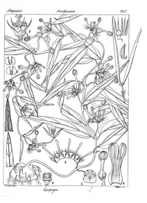 Ceropegia ciliata