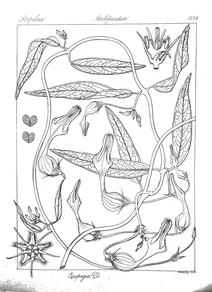 Ceropegia decaisneana