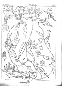 Ceropegia elegans