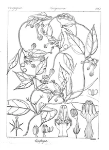 Ceropegia intermedia