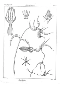 Ceropegia munronii