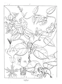 Ceropegia mysorensis