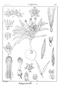 Ceropegia pusilla