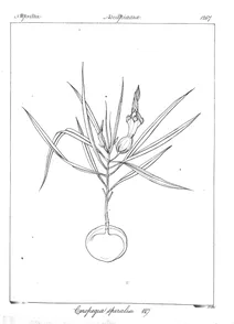 Ceropegia spiralis