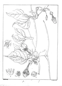Ceropegia walkeria