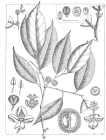 chaetocarpus castanocarpus