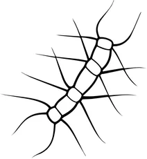 Chaetoceros (ланцюжок діатомових)