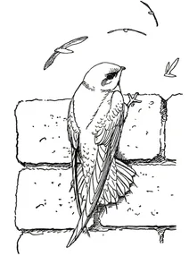 Chaetura pelagica